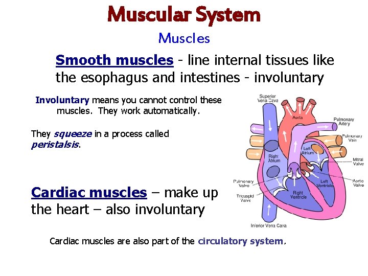 Muscular System Muscles Smooth muscles - line internal tissues like the esophagus and intestines