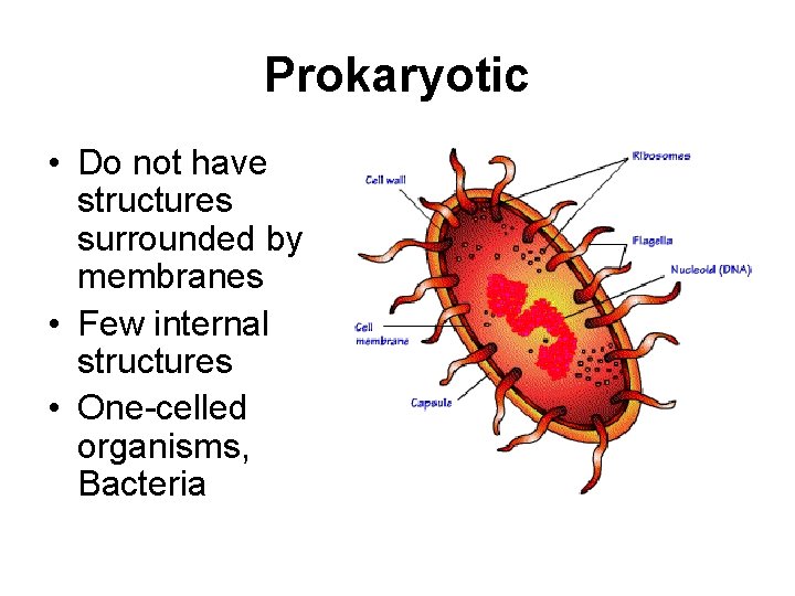 Prokaryotic • Do not have structures surrounded by membranes • Few internal structures •