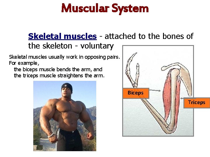 Muscular System Skeletal muscles - attached to the bones of the skeleton - voluntary