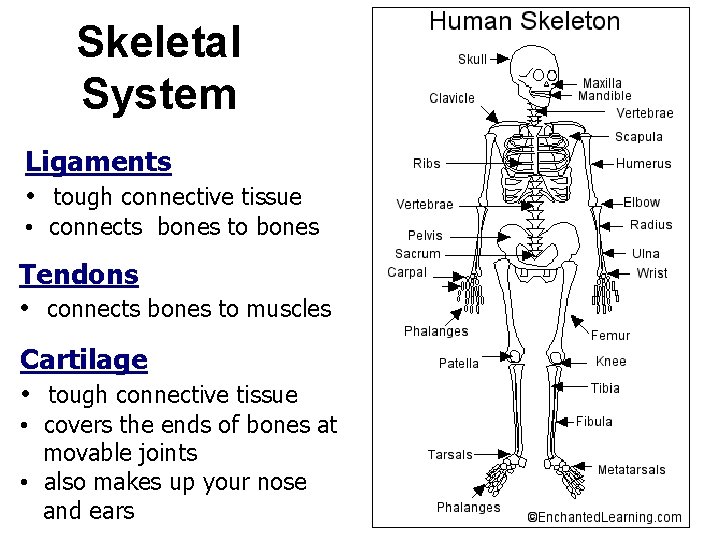 Skeletal System Ligaments • tough connective tissue • connects bones to bones Tendons •