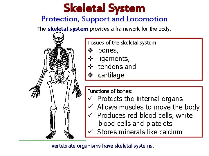 Skeletal System Protection, Support and Locomotion The skeletal system provides a framework for the