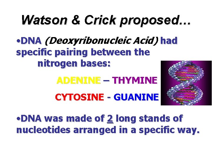 Watson & Crick proposed… • DNA (Deoxyribonucleic Acid) had specific pairing between the nitrogen
