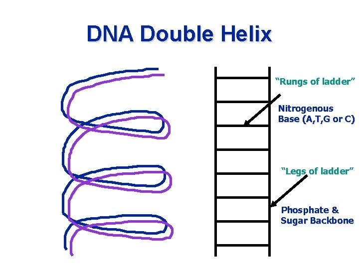 DNA Double Helix “Rungs of ladder” Nitrogenous Base (A, T, G or C) “Legs