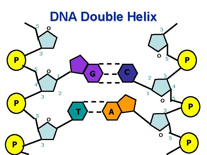DNA Double Helix 5 O 3 3 P 5 O O C G 1 DNA Double Helix 5 O 3 3 P 5 O O C G 1