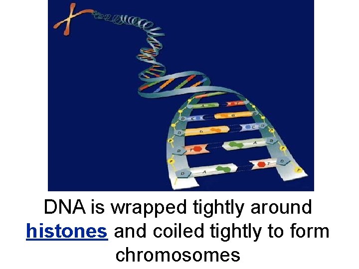 DNA is wrapped tightly around histones and coiled tightly to form chromosomes 