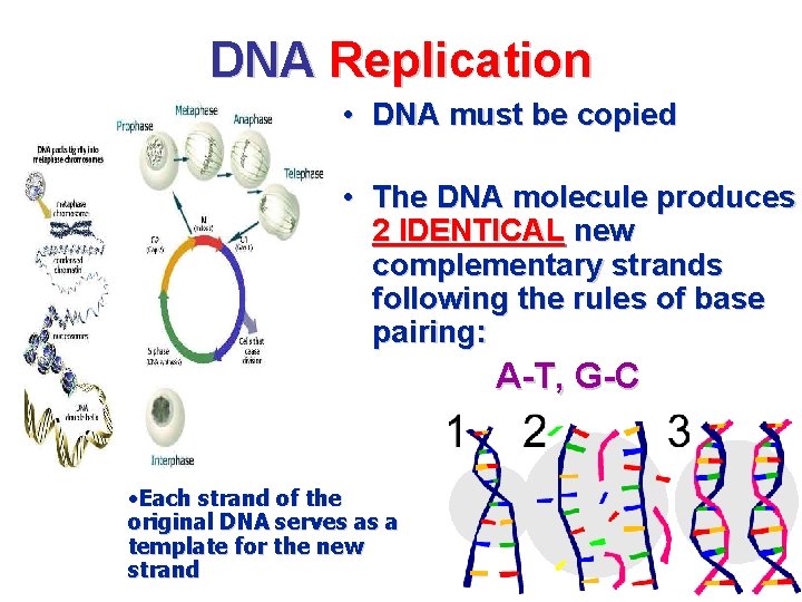 DNA Replication • DNA must be copied • The DNA molecule produces 2 IDENTICAL