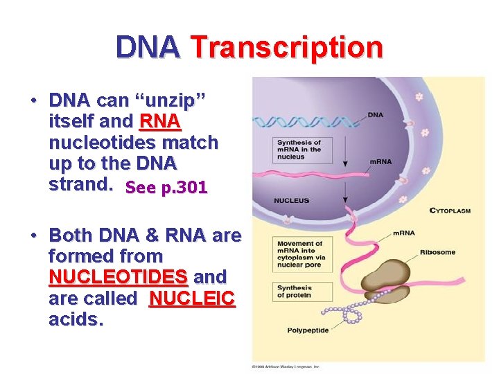 DNA Transcription • DNA can “unzip” itself and RNA nucleotides match up to the