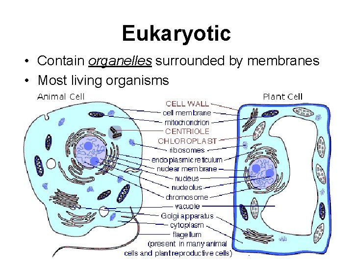 Eukaryotic • Contain organelles surrounded by membranes • Most living organisms Plant Animal 
