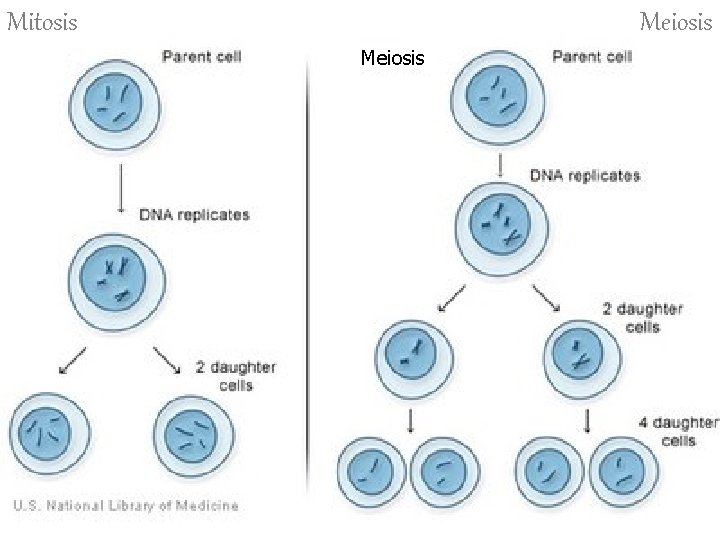 Mitosis Meiosis 