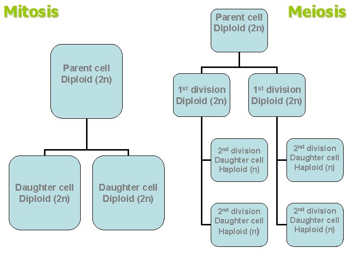 Mitosis Parent cell Diploid (2 n) Meiosis Parent cell Diploid (2 n) 1 st