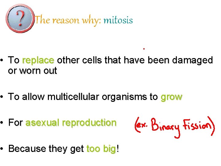 The reason why: mitosis • To replace other cells that have been damaged or