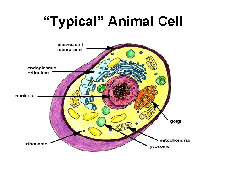 “Typical” Animal Cell 