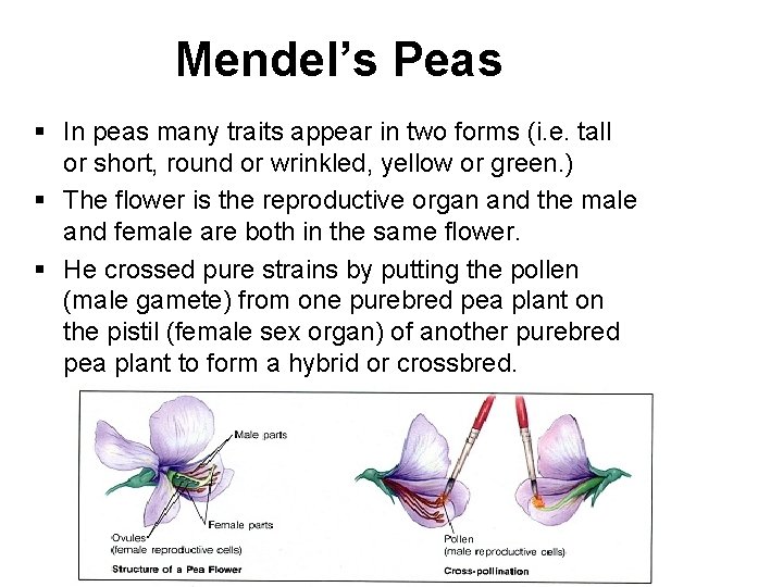 Mendel’s Peas § In peas many traits appear in two forms (i. e. tall