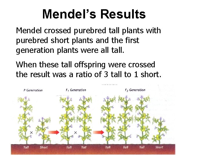 Mendel’s Results Mendel crossed purebred tall plants with purebred short plants and the first