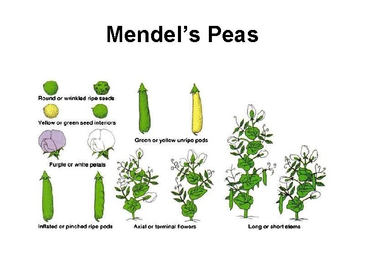 Mendel’s Peas 