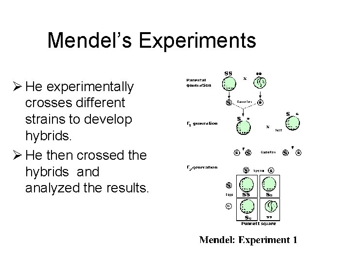 Mendel’s Experiments Ø He experimentally crosses different strains to develop hybrids. Ø He then