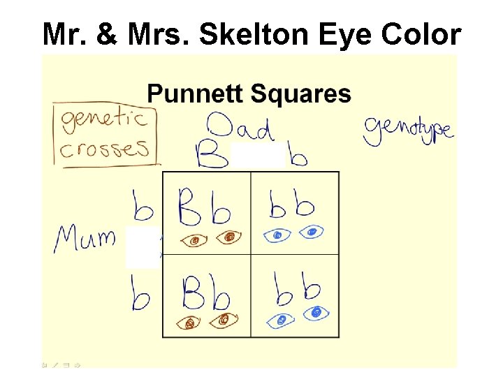 Mr. & Mrs. Skelton Eye Color 