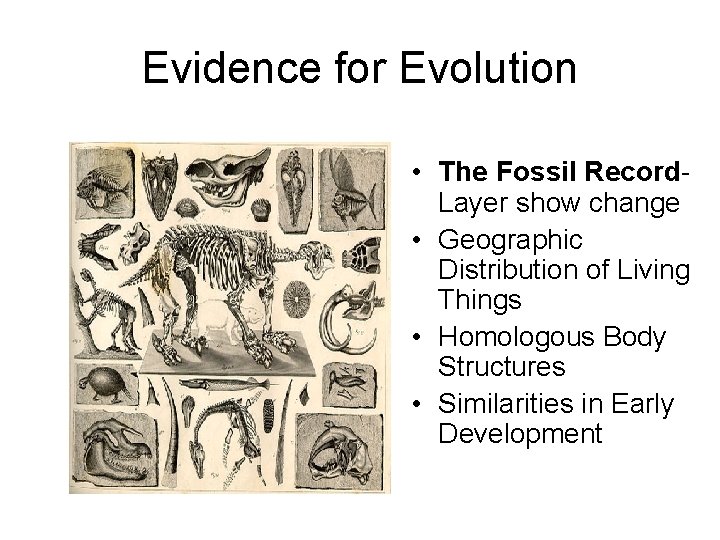 Evidence for Evolution • The Fossil Record. Layer show change • Geographic Distribution of