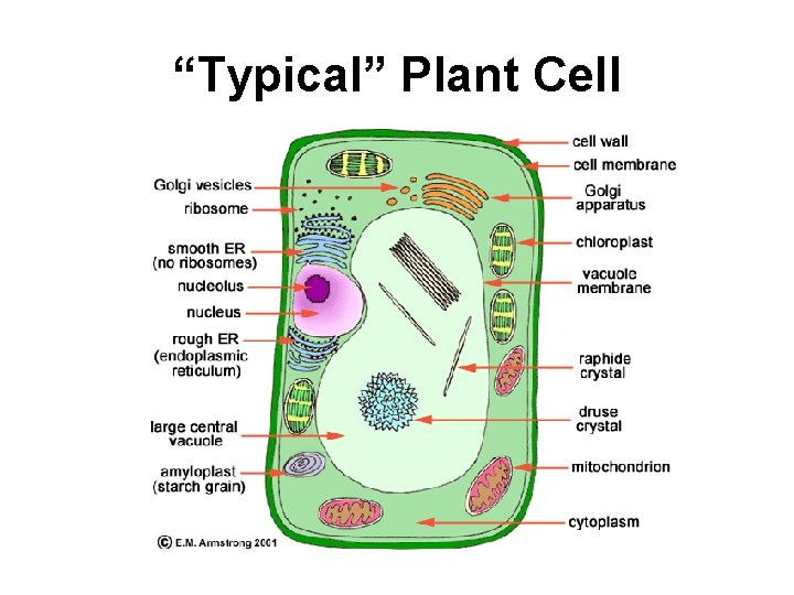 “Typical” Plant Cell 