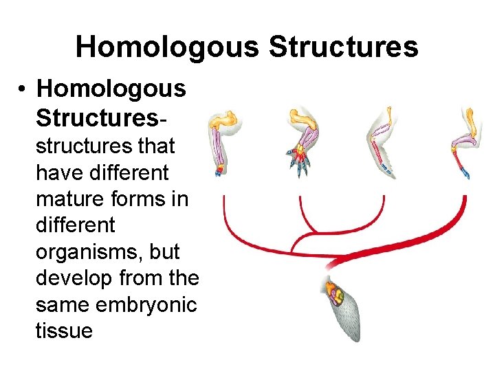 Homologous Structures • Homologous Structuresstructures that have different mature forms in different organisms, but