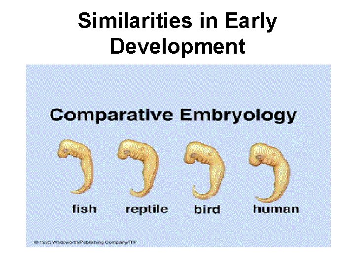 Similarities in Early Development 