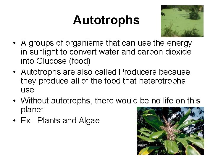 Autotrophs • A groups of organisms that can use the energy in sunlight to