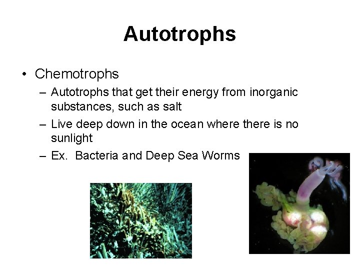 Autotrophs • Chemotrophs – Autotrophs that get their energy from inorganic substances, such as