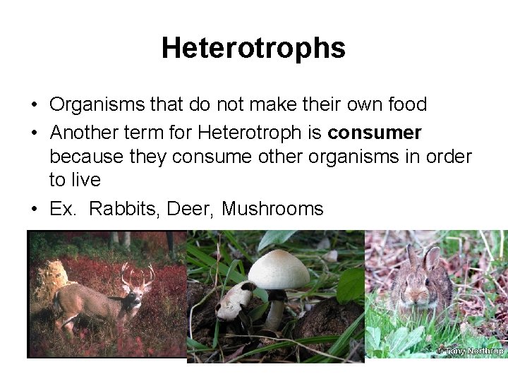 Heterotrophs • Organisms that do not make their own food • Another term for