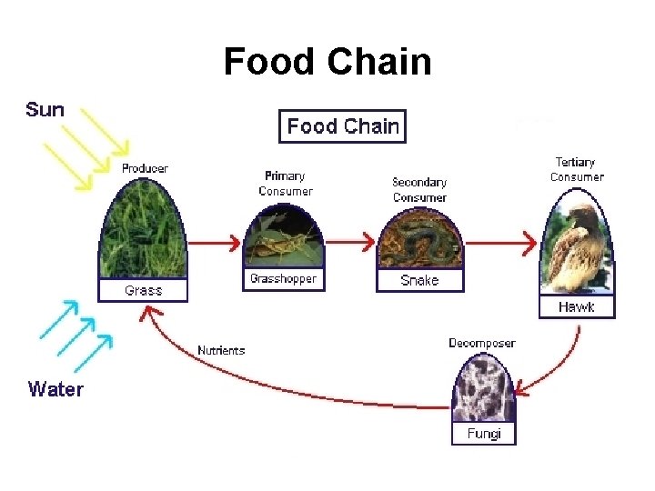 Food Chain 