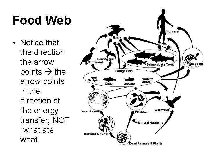 Food Web • Notice that the direction the arrow points in the direction of