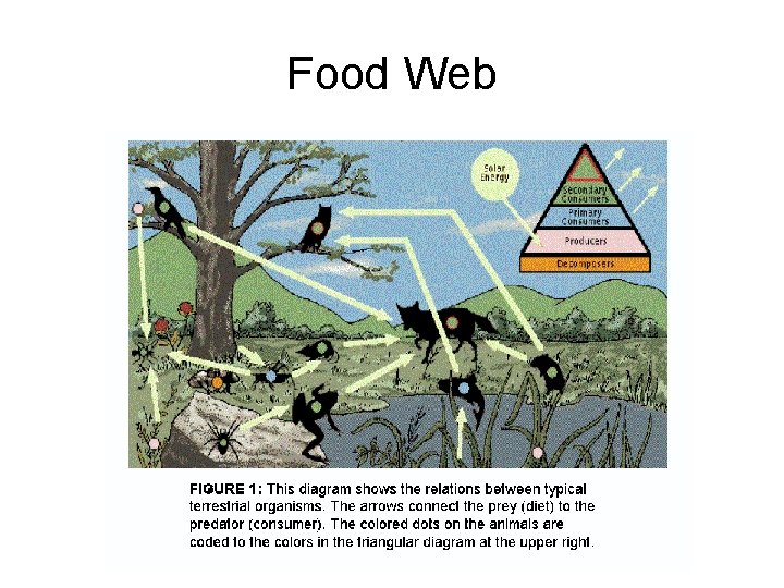 Food Web 