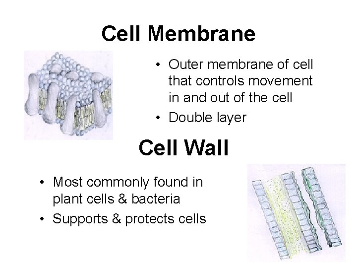 Cell Membrane • Outer membrane of cell that controls movement in and out of