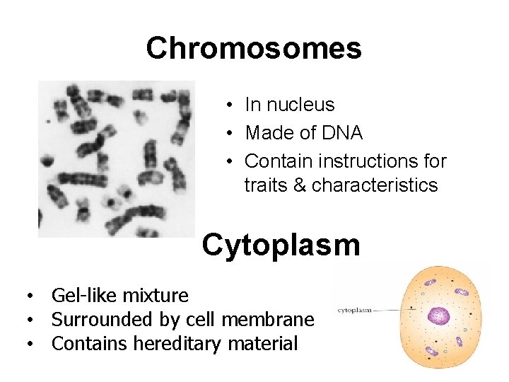 Chromosomes • In nucleus • Made of DNA • Contain instructions for traits &