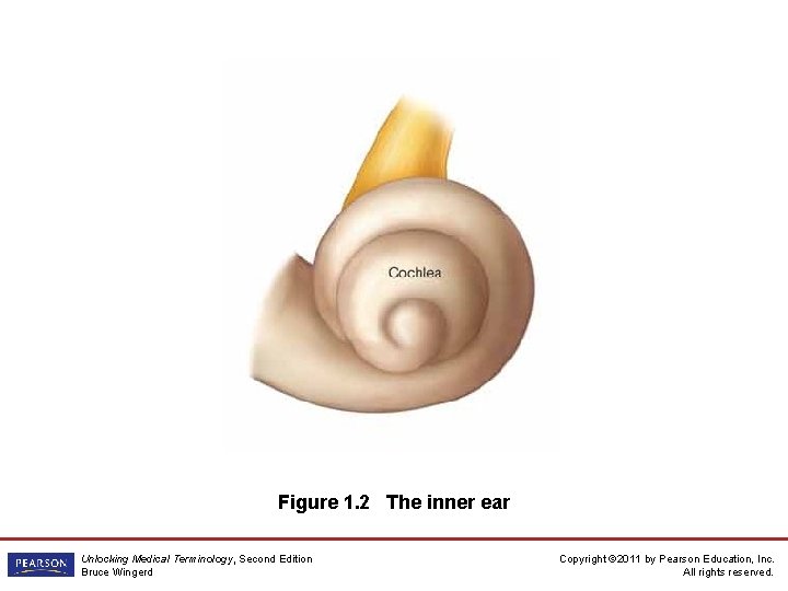Figure 1. 2 The inner ear Unlocking Medical Terminology, Second Edition Bruce Wingerd Copyright
