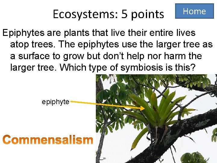 Ecosystems: 5 points Home Epiphytes are plants that live their entire lives atop trees.