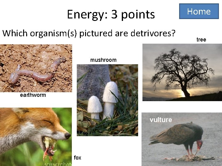 Energy: 3 points Which organism(s) pictured are detrivores? mushroom earthworm vulture fox Home tree