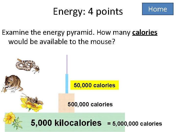 Energy: 4 points Home Examine the energy pyramid. How many calories would be available