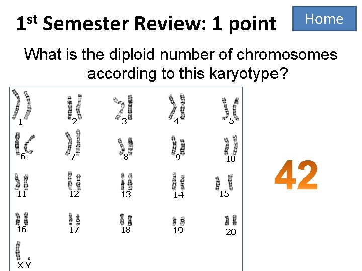 1 st Semester Review: 1 point Home What is the diploid number of chromosomes