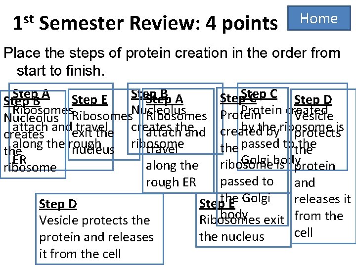 1 st Semester Review: 4 points Home Place the steps of protein creation in