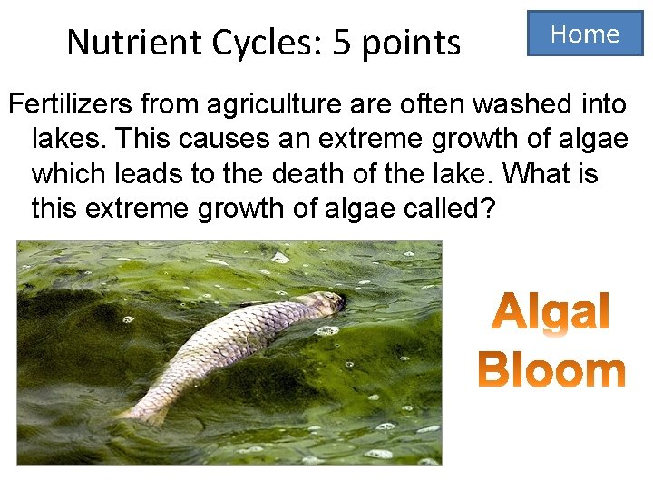 Nutrient Cycles: 5 points Home Fertilizers from agriculture are often washed into lakes. This