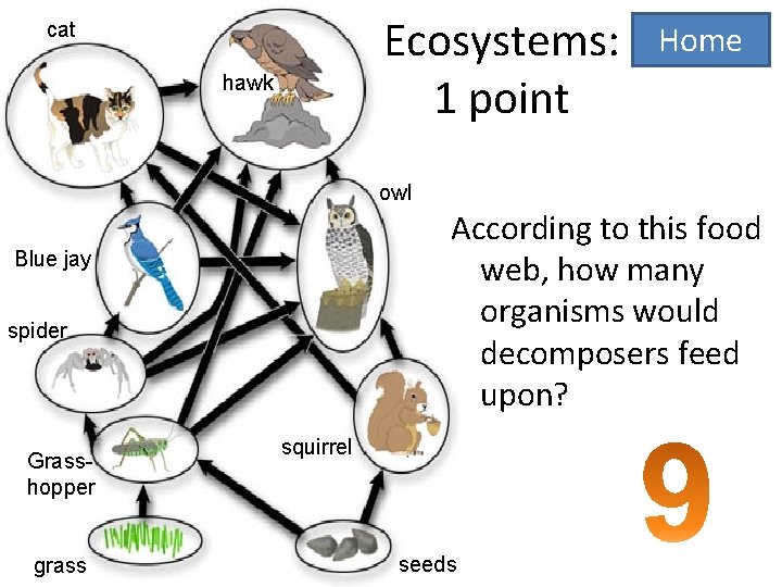 Ecosystems: 1 point cat hawk Home owl According to this food web, how many