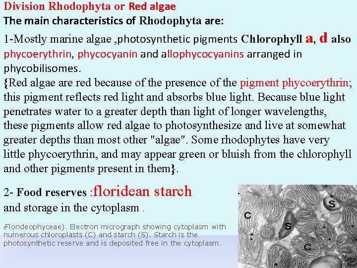 Division Rhodophyta or Red algae The main characteristics of Rhodophyta are: 1 -Mostly marine