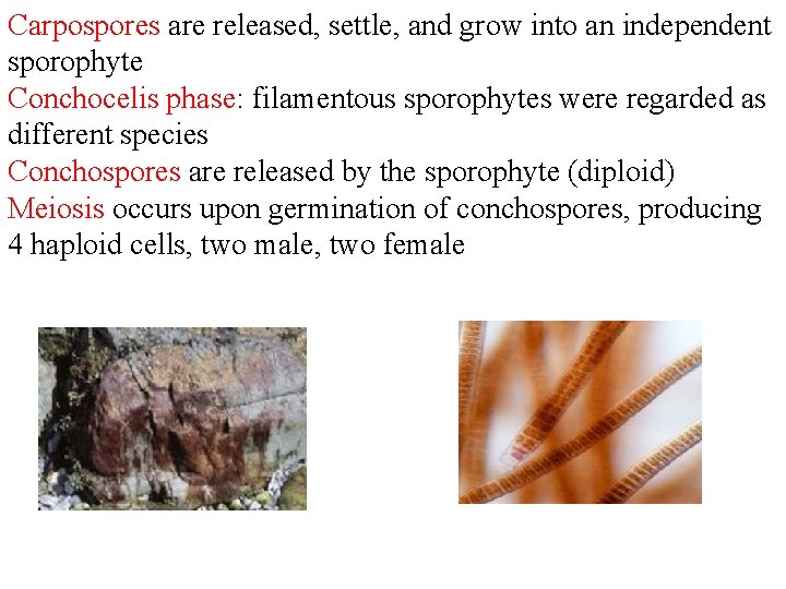Carpospores are released, settle, and grow into an independent sporophyte Conchocelis phase: filamentous sporophytes