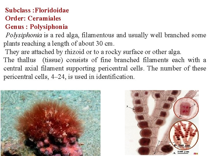 Subclass : Floridoidae Order: Ceramiales Genus : Polysiphonia is a red alga, filamentous and