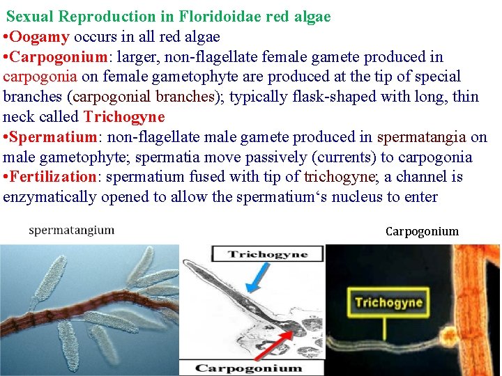 Sexual Reproduction in Floridoidae red algae • Oogamy occurs in all red algae •