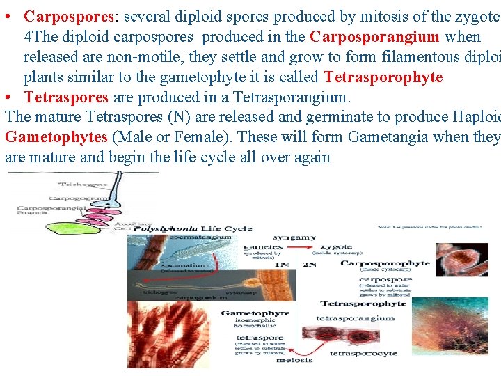  • Carpospores: several diploid spores produced by mitosis of the zygote 4 The