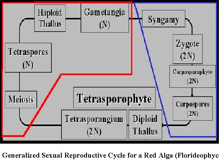 Generalized Sexual Reproductive Cycle for a Red Alga (Florideophyce 