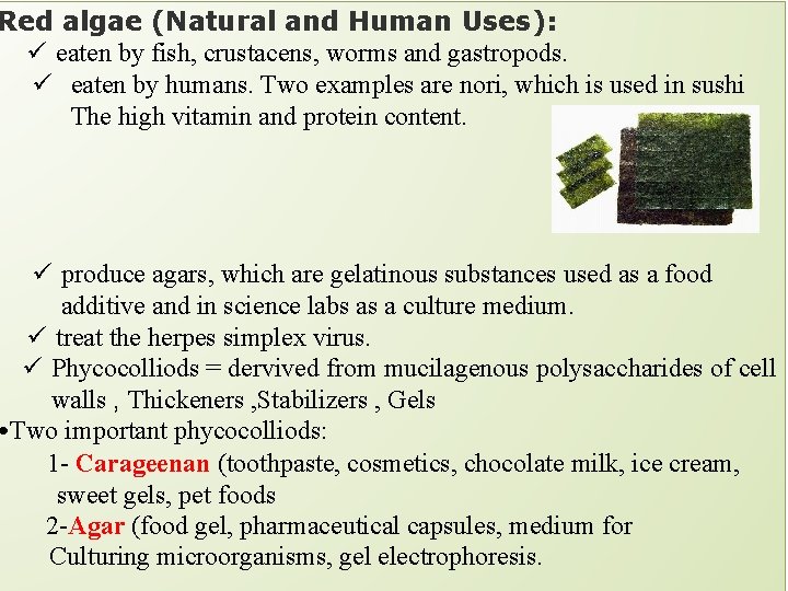 Red algae (Natural and Human Uses): ü eaten by fish, crustacens, worms and gastropods.