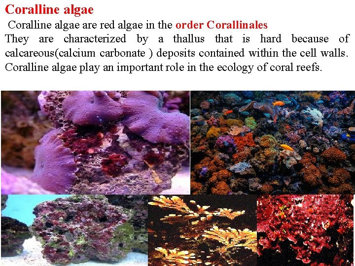 Coralline algae are red algae in the order Corallinales They are characterized by a