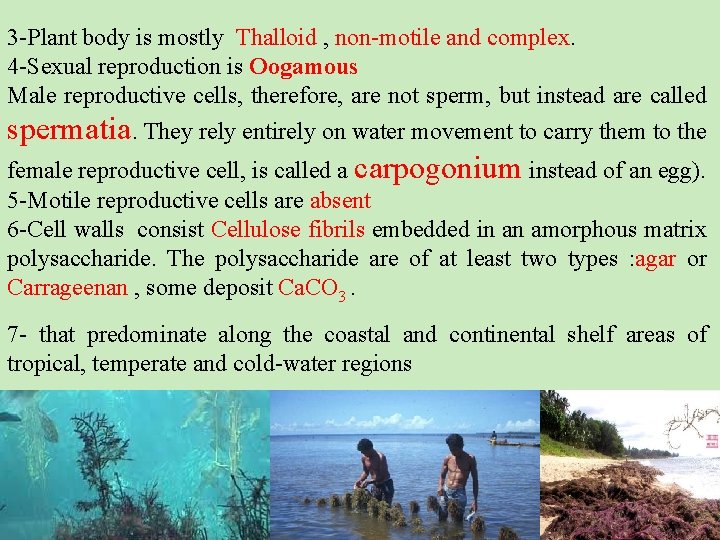 3 -Plant body is mostly Thalloid , non-motile and complex. 4 -Sexual reproduction is